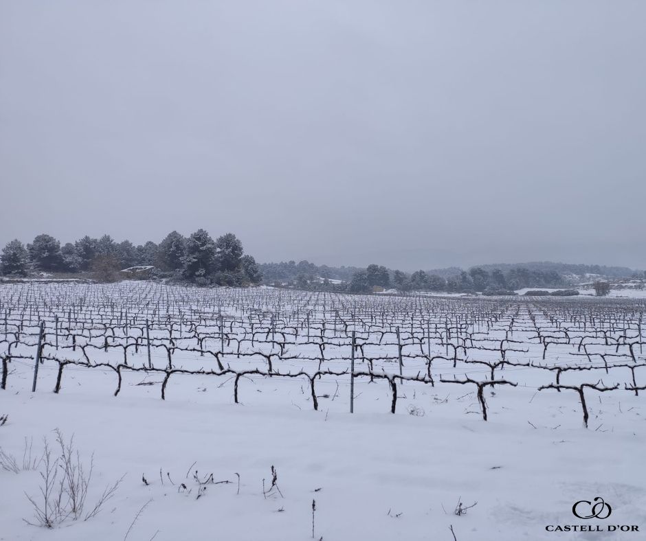 La neu cobreix les vinyes a l'Espluga de Francolí