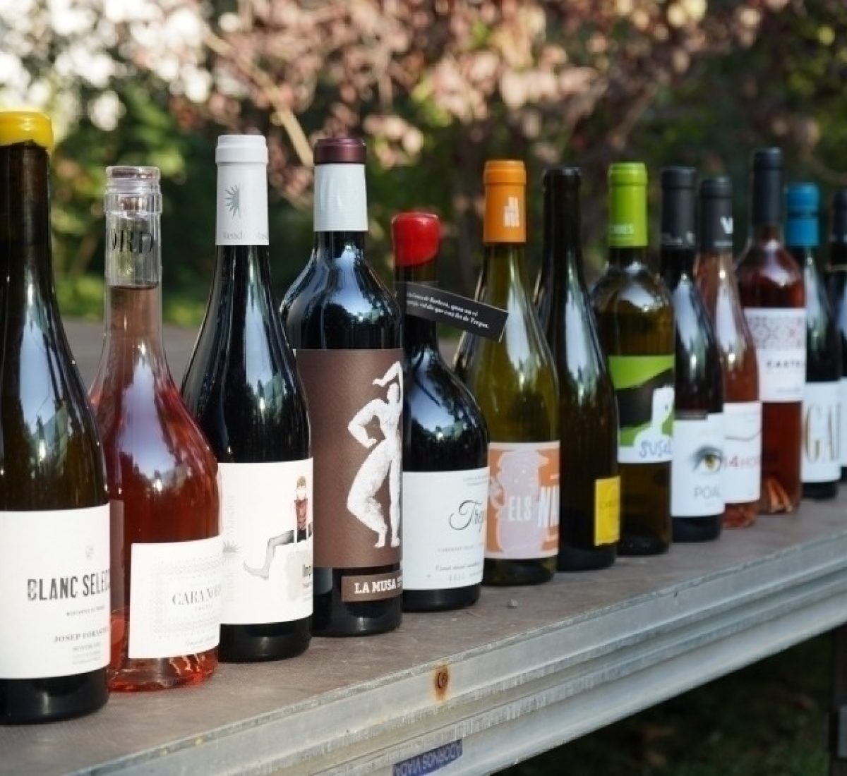 Vins de la D.O Conca de Barberà