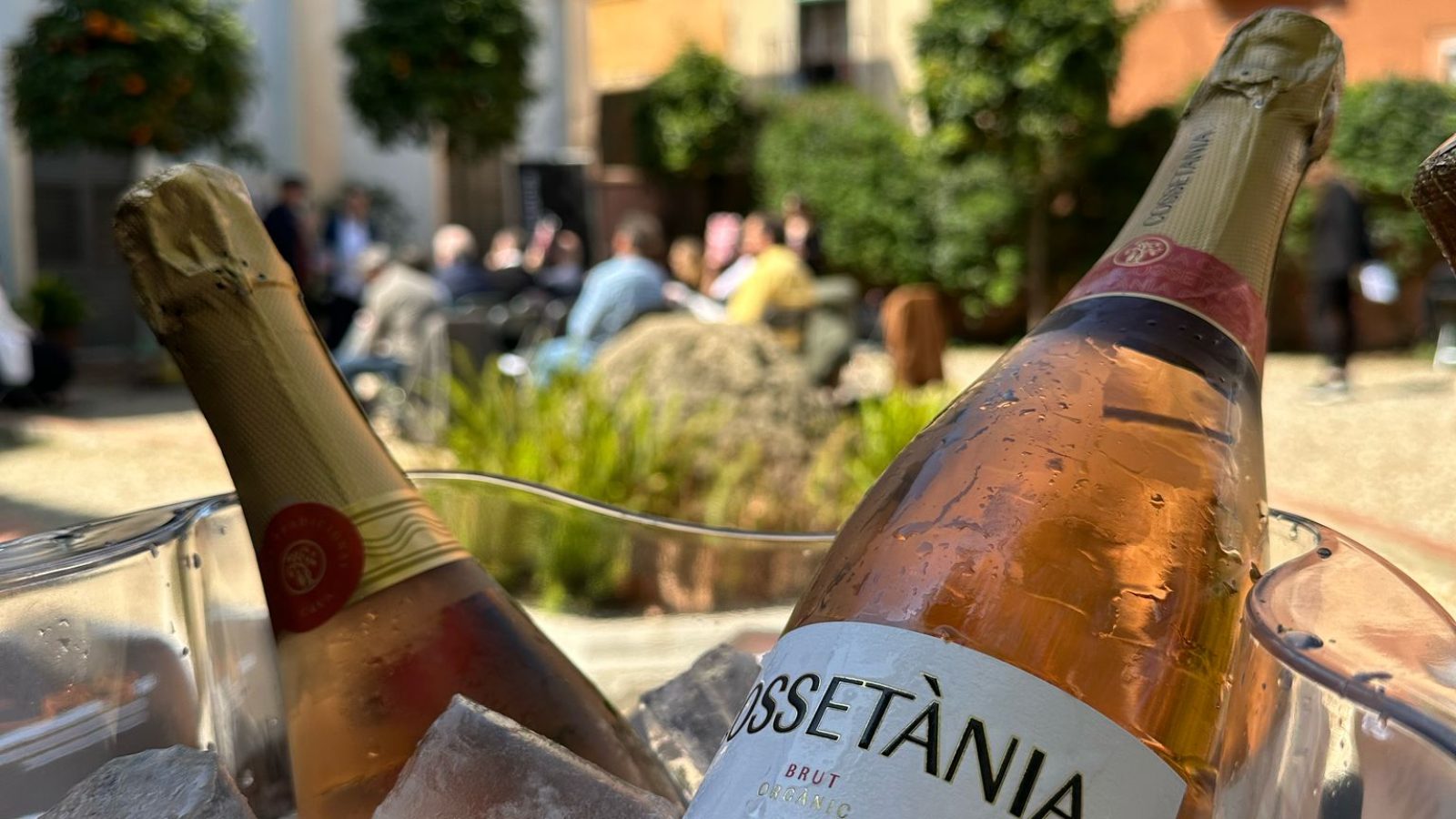 WhatsApp Image 2025-04-09 at 20.25.54