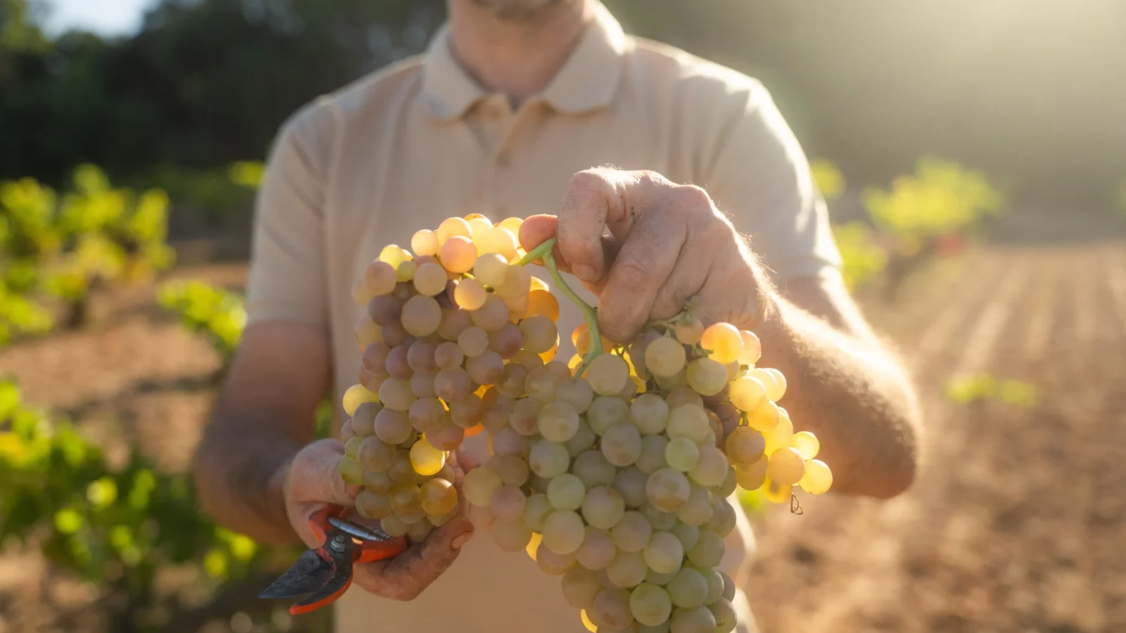 castelldor-verema2025-3