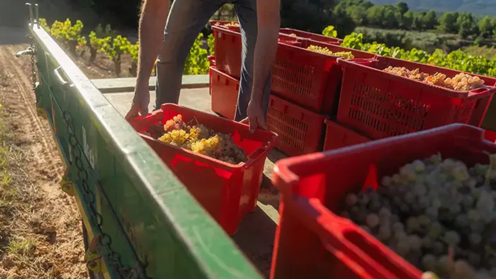 castelldor-verema2025-4