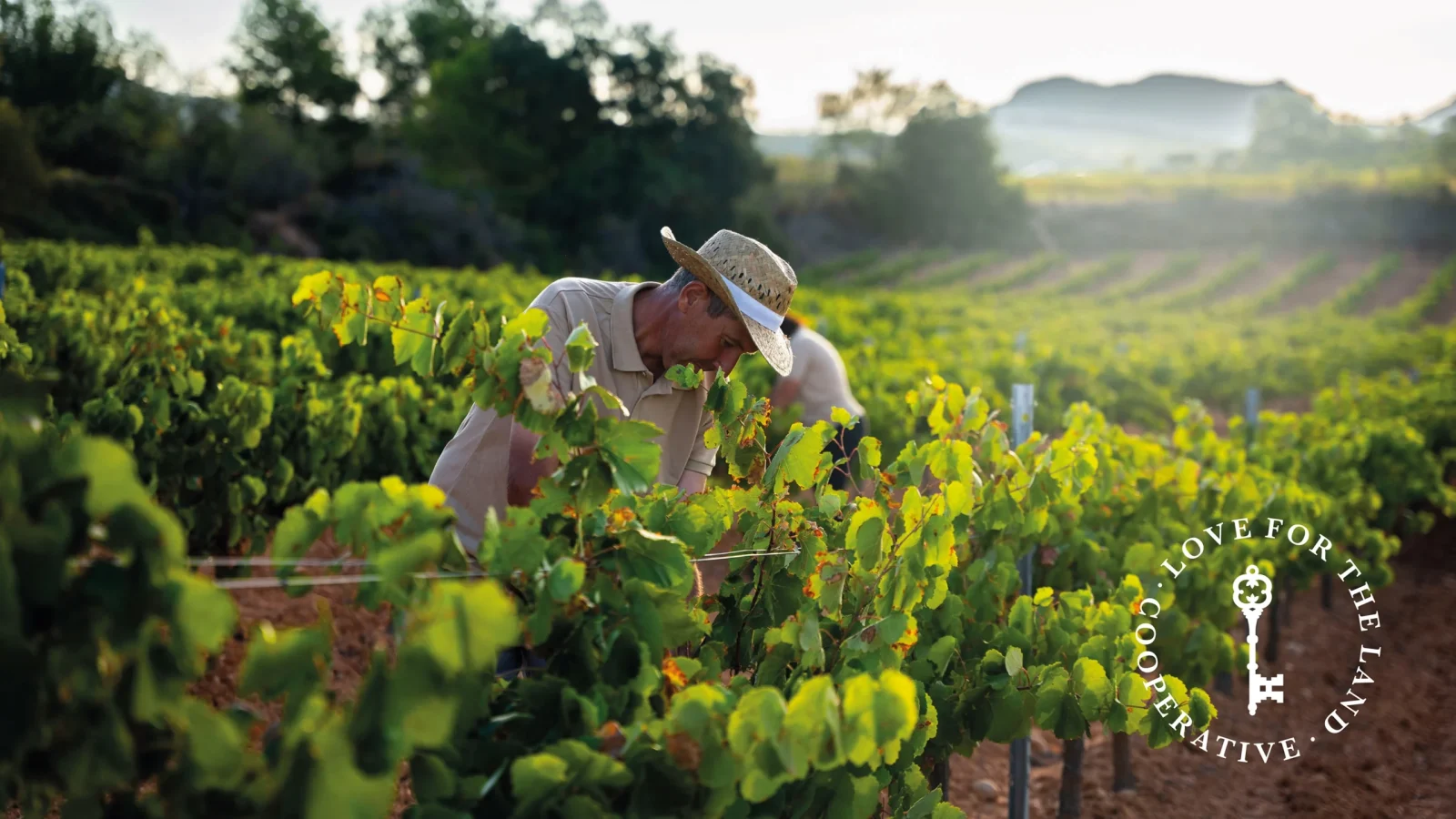 castelldor-vins2024-web_4