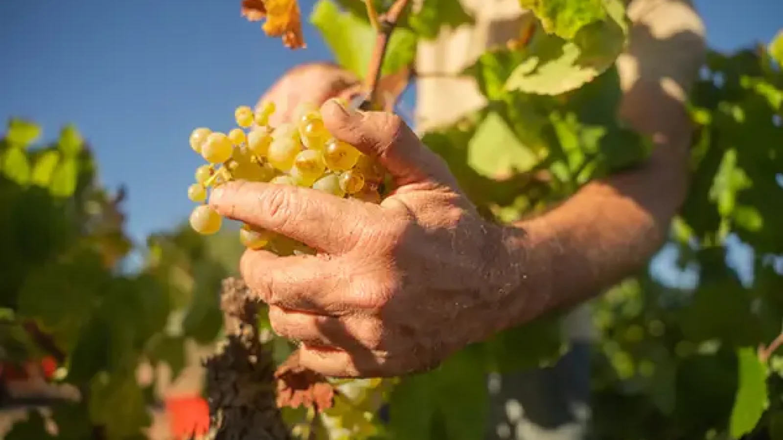 rafagues vinya verema (236 de 387)