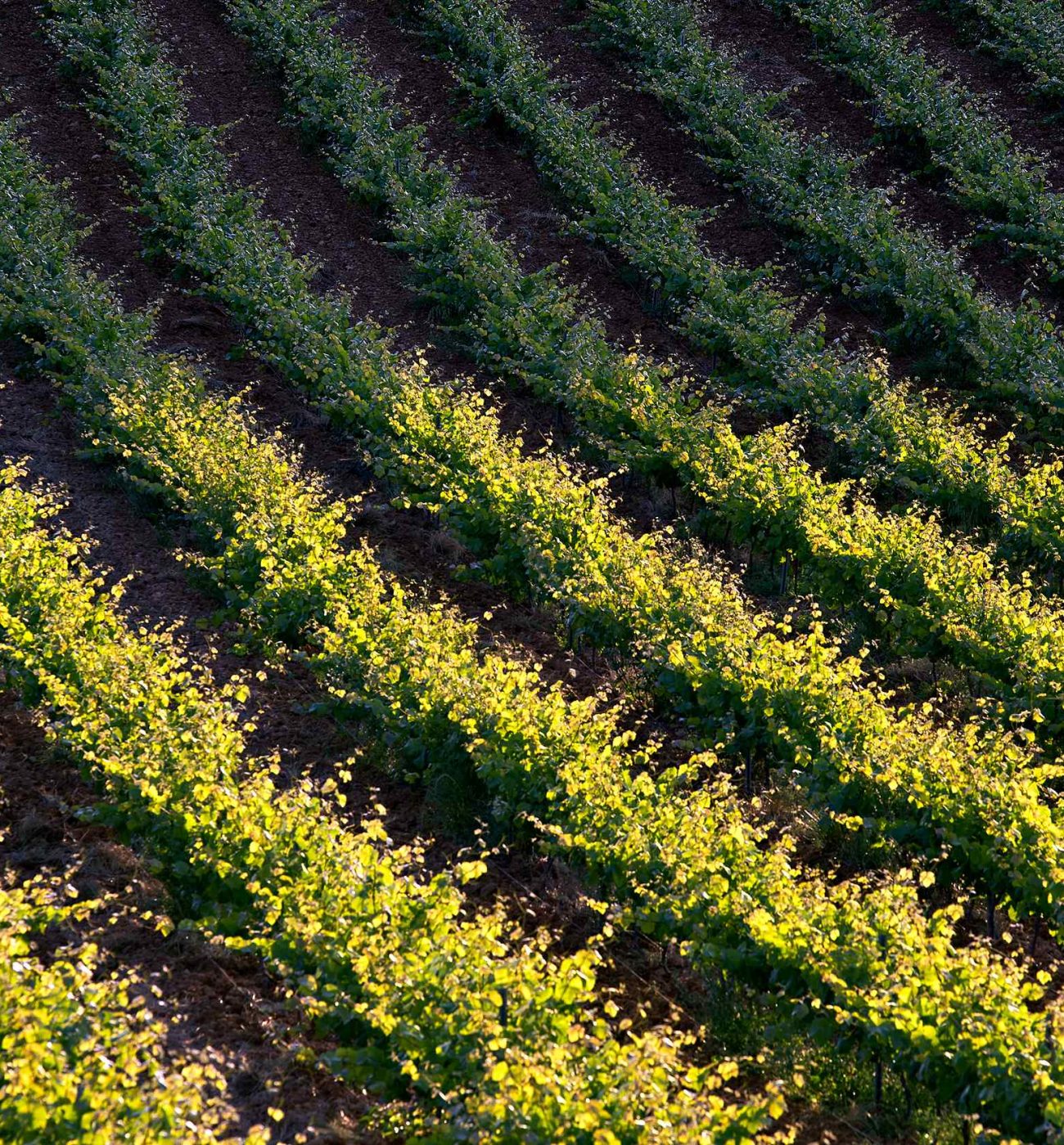 vinyes_primavera_2020_25_mid_res